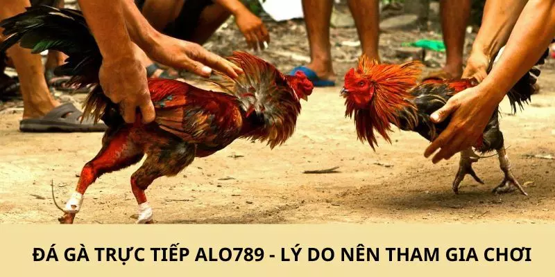 Đá gà trực tiếp ALO789 - lý do nên tham gia chơi mỗi ngày