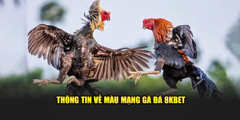 Thông tin về màu mạng gà đá 8Kbet